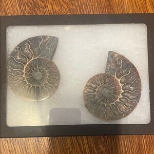Fossilized Ammonite Pair